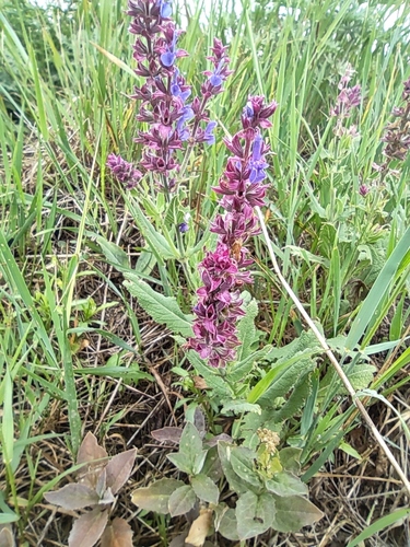 Salvia nemorosa