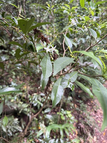 Tabernaemontana rotensis observed 2026-10-28