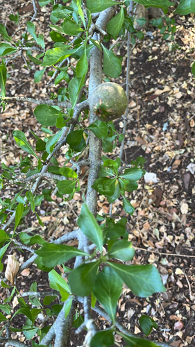 Gardenia observed 2026-10-28