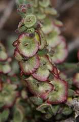 Maireana trichoptera