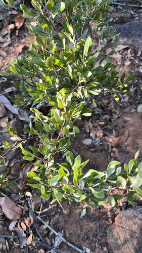 Rhus observed 2026-10-28