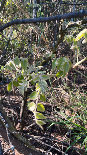 Morula observed 2026-10-28