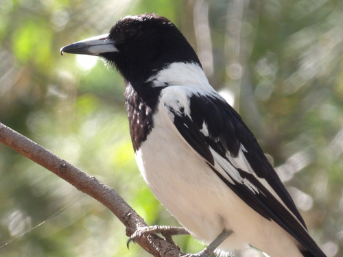 Cracticus nigrogularis observed 2026-10-28