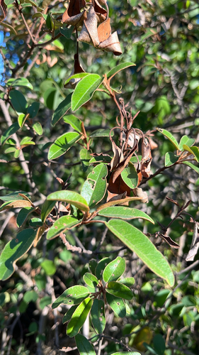 Croton observed 2026-10-28