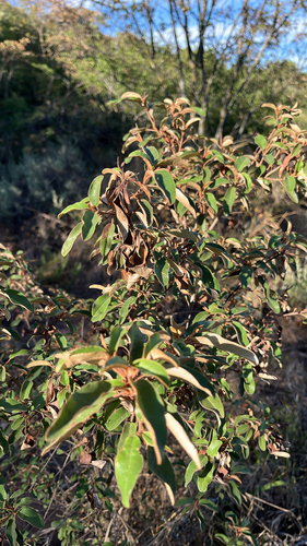 Croton observed 2026-10-28
