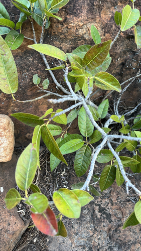 Ficus observed 2026-10-28