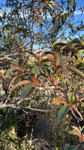 Croton observed 2026-10-28