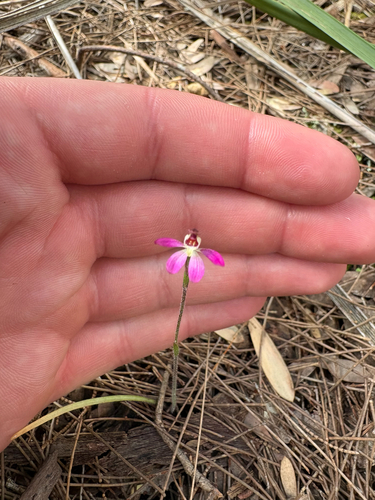 Caladenia observed 2026-10-28