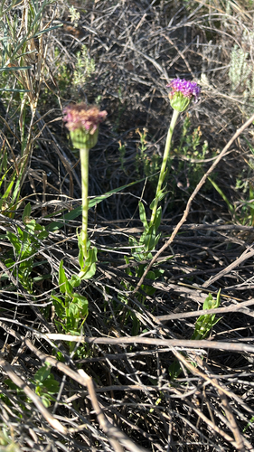 Vernonia observed 2026-10-28