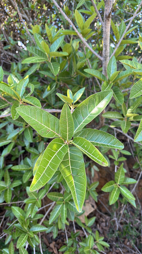 Ficus observed 2026-10-28