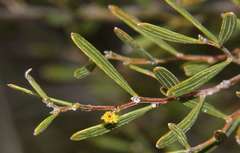 Acacia wilhelmiana