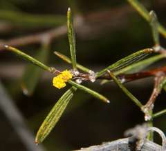 Acacia wilhelmiana