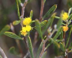 Acacia wilhelmiana