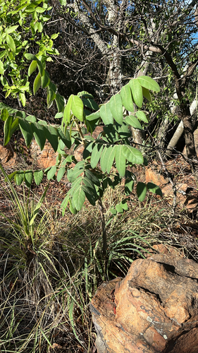 Morula observed 2026-10-28