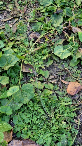 Capsella bursa-pastoris observed 2026-10-28