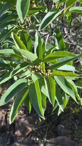 Ficus observed 2026-10-28