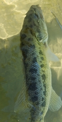 Micropterus punctulatus