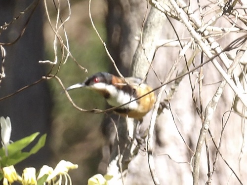 Acanthorhynchus tenuirostris observed 2026-10-28