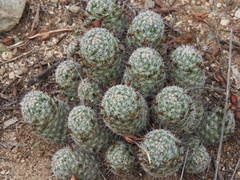 Mammillaria sheldonii