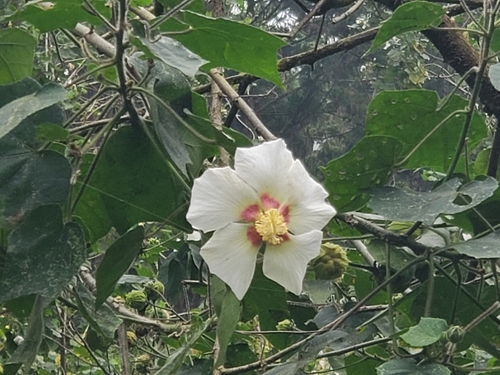 Hibiscus observed 2026-10-28