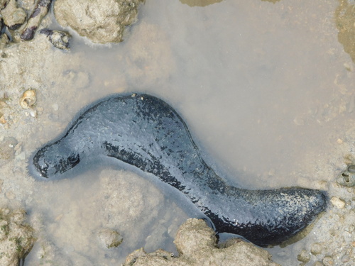 Holothuria leucospilota observed 2026-10-25