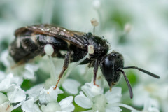 Andrena minutula