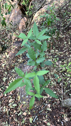 Rhus observed 2026-10-28