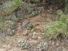 Mammillaria sheldonii