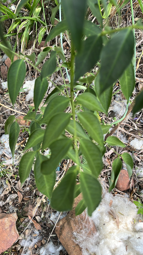 Senna septemtrionalis observed 2026-10-28