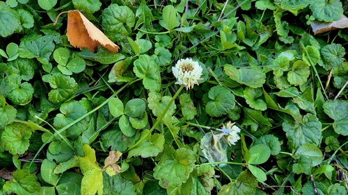 Trifolium observed 2026-10-28