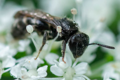 Andrena minutula
