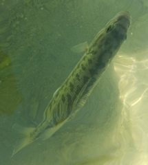 Micropterus punctulatus