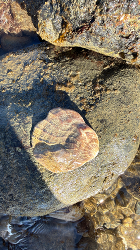 Crassadoma gigantea observed 2026-10-27