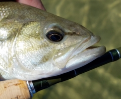 Micropterus punctulatus