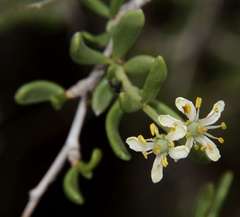 Nitraria billardierei