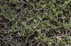 Nitraria billardierei