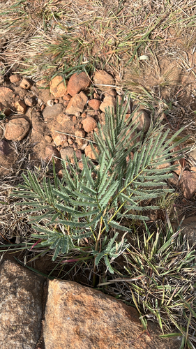 Prosopis observed 2026-10-28