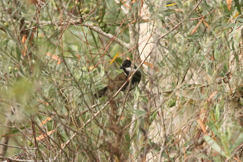 Psophodes olivaceus observed 2026-10-28