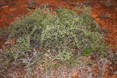Nitraria billardierei