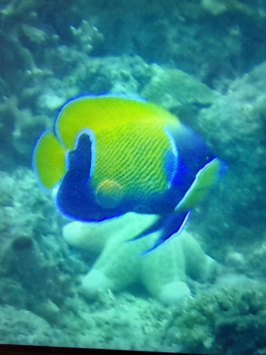 Pomacanthus navarchus observed 2026-10-28