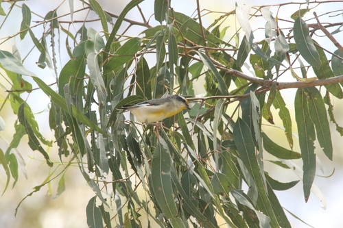 Pardalotus striatus, 2026-10-28