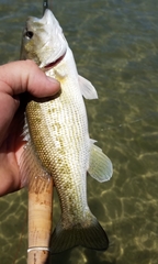 Micropterus punctulatus