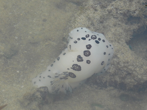 Jorunna funebris observed 2026-10-25