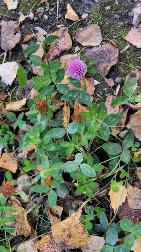 Trifolium observed 2026-10-28
