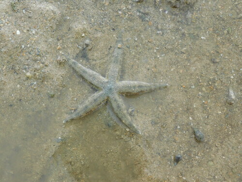 Archaster typicus observed 2026-10-25
