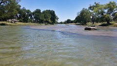 Micropterus punctulatus