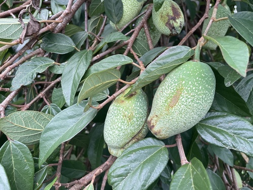 Ficus observed 2026-10-28
