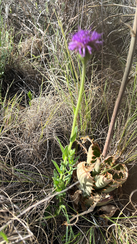 Vernonia observed 2026-10-28