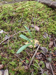 Platanthera transversa