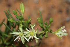 Lepidium leptopetalum